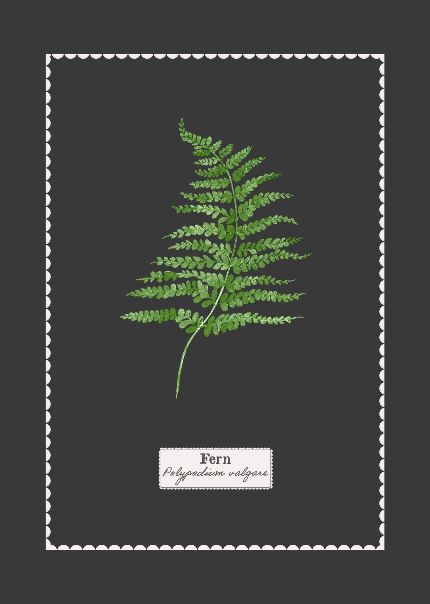 Fern Botanical Watercolour Art Print - A4 Unframed
