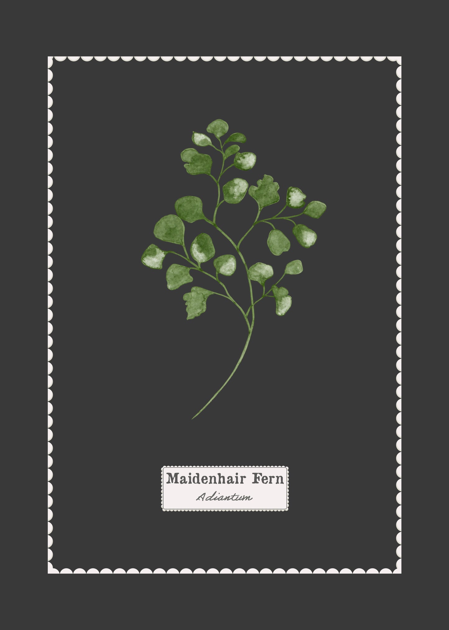 Maidenhair Fern botanical illustration on a dark grey background with a white scalloped border.