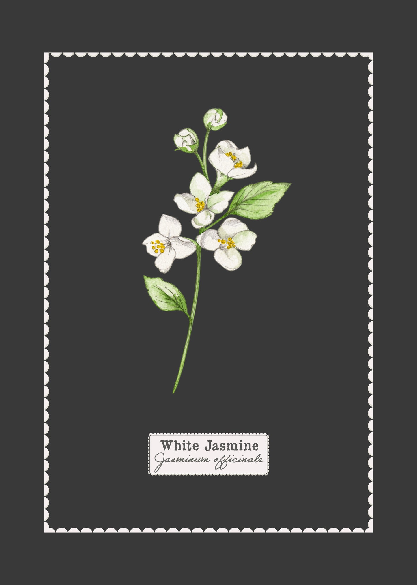 White Jasmine Botanical Watercolour Art Print - A4 Unframed